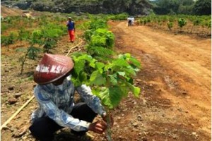 Eks galian c di Cigugur nampak sudah kembali hijau.